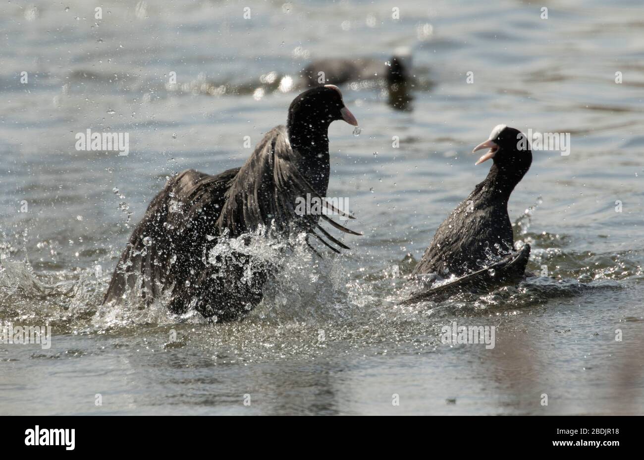 Coots at war Stock Photo