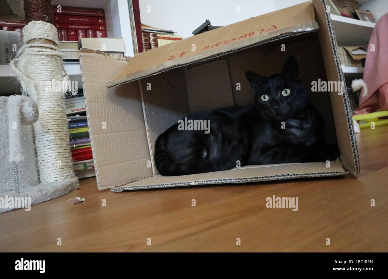 Gatto nero in scatola Stock Photo
