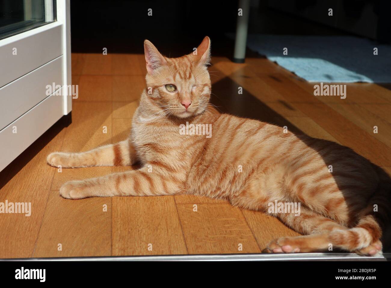 Gatto rosso al sole Stock Photo