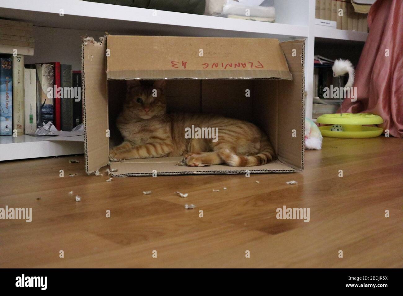 Gatto rosso in scatola Stock Photo