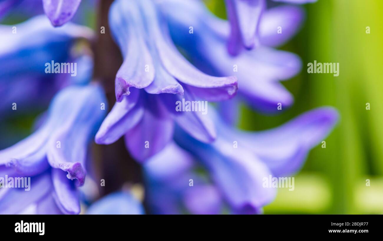 Delft blue hi-res stock photography and images - Alamy
