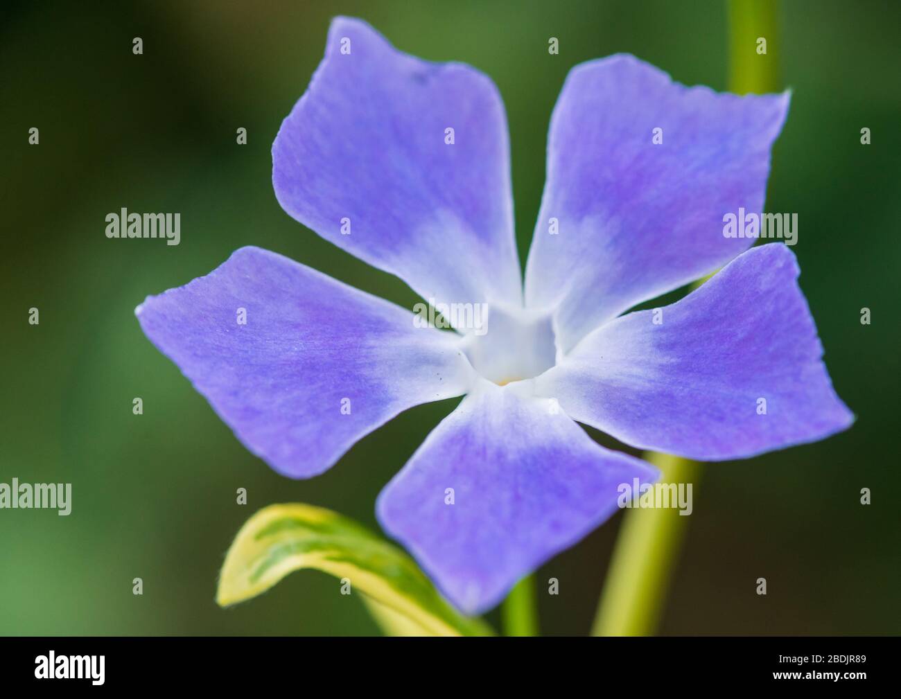 A macro shot of a periwinkle blooms. Stock Photo