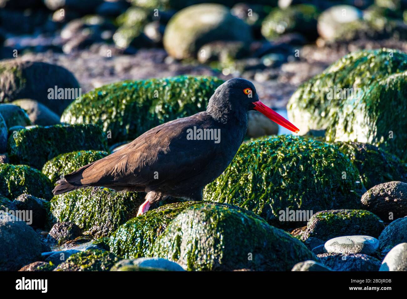 An American Black Oyster Catcher forages for food on a Whidbey Island beach at low tide Stock Photo