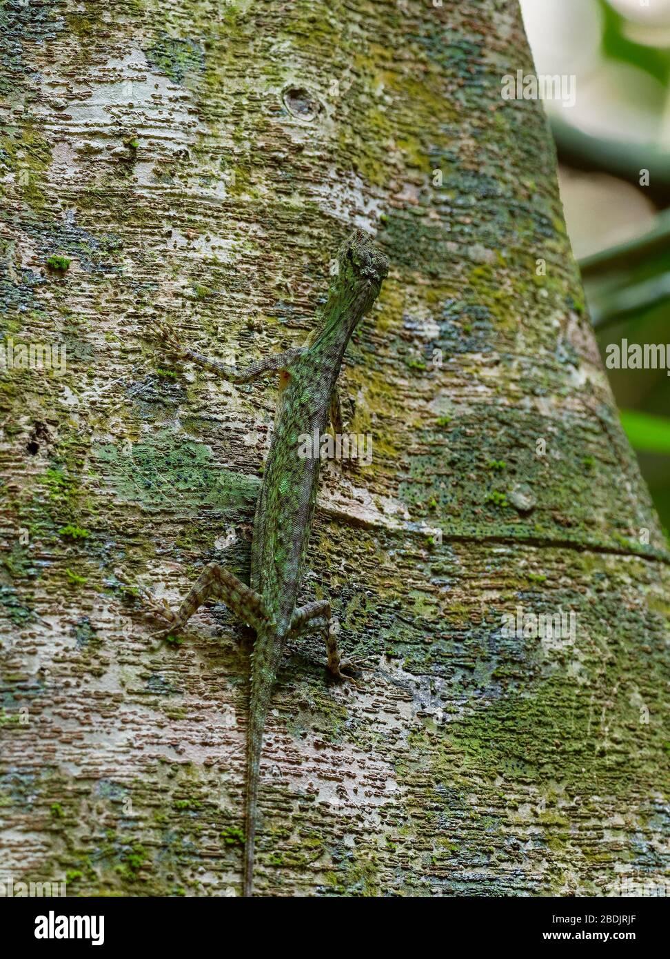 Barred gliding lizard - Draco taeniopterus - Draco is a genus of agamid lizards that are also known as flying lizards, flying dragons or gliding lizar Stock Photo