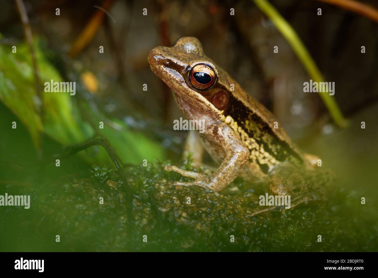Common Southeast Asian Tree Frog - Polypedates leucomystax, species in the shrub frog family Rhacophoridae, also known as four-lined tree frog, golden Stock Photo