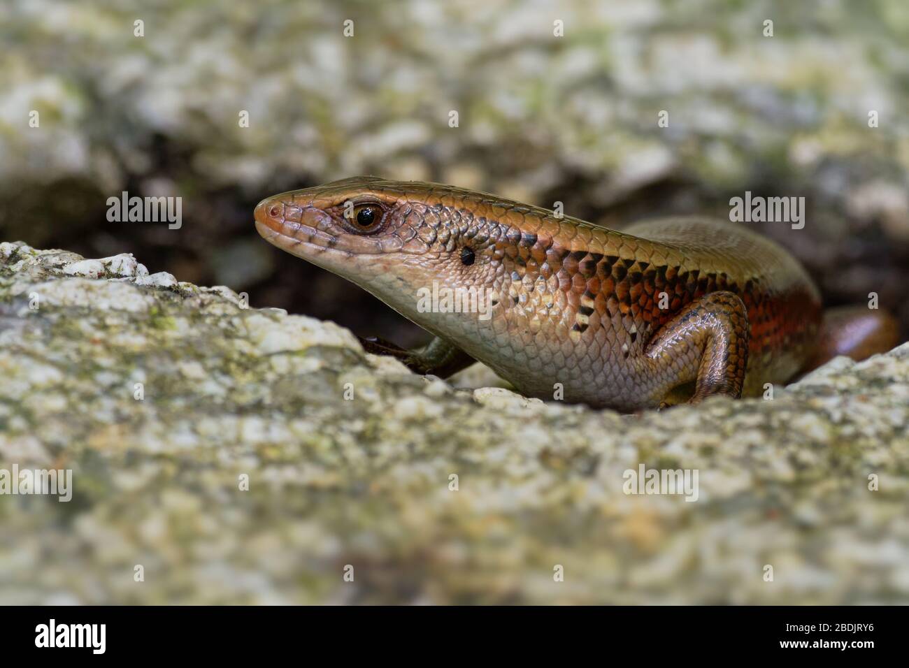 Common Sun Skink - Eutropis multifasciata, known as the East Indian brown mabuya, many-lined sun skink, many-striped skink, golden skink, is a species Stock Photo