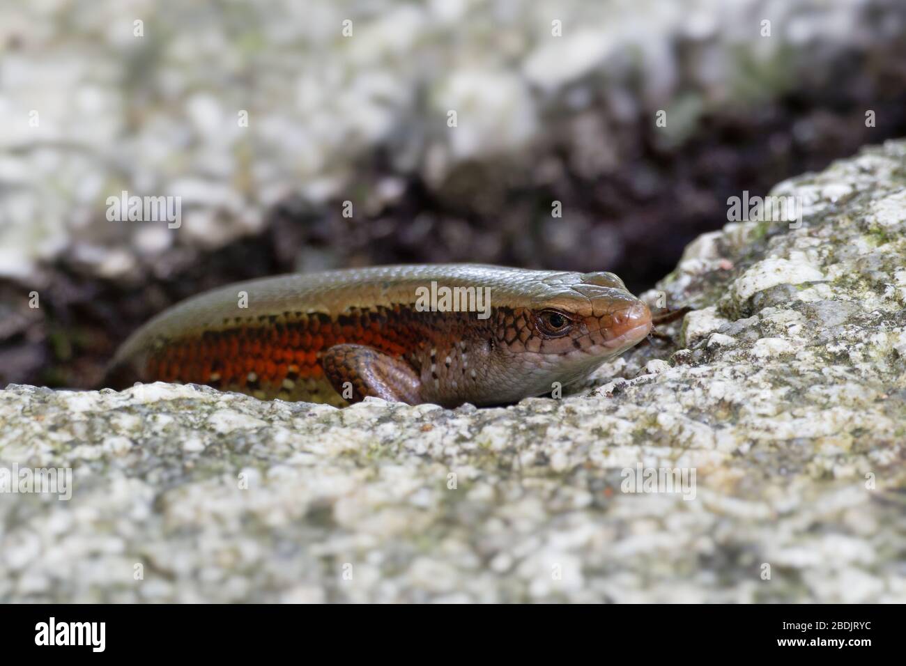 Common Sun Skink - Eutropis multifasciata, known as the East Indian brown mabuya, many-lined sun skink, many-striped skink, golden skink, is a species Stock Photo