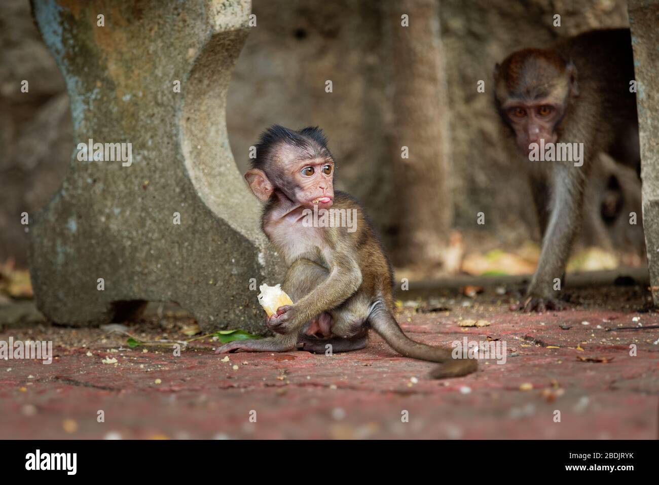 Young child Longtailed Macaque Macaca fascicularis also known as