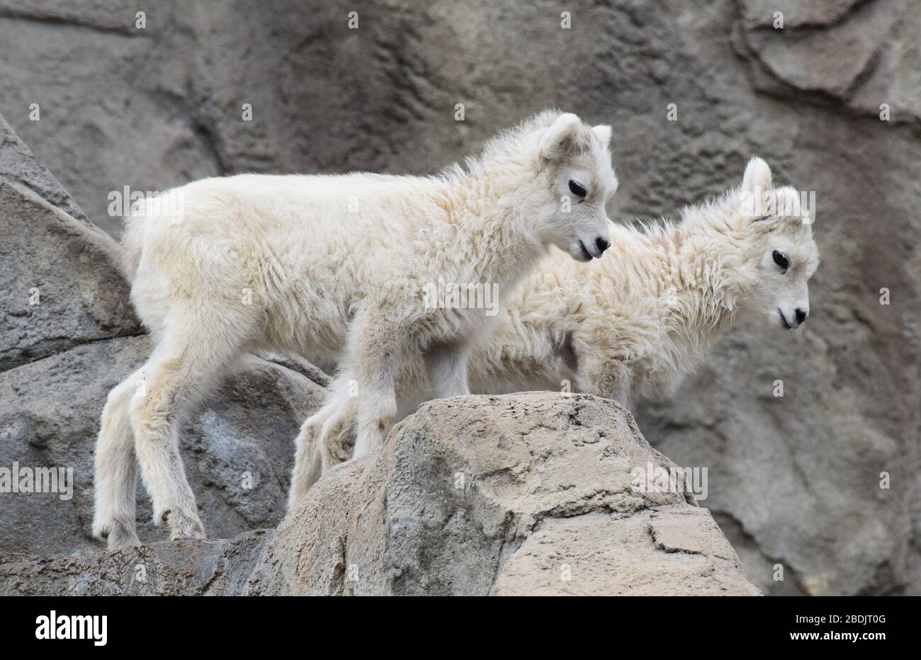 Baby mountain sheep play on rocks as they learn how to explore and stay ...