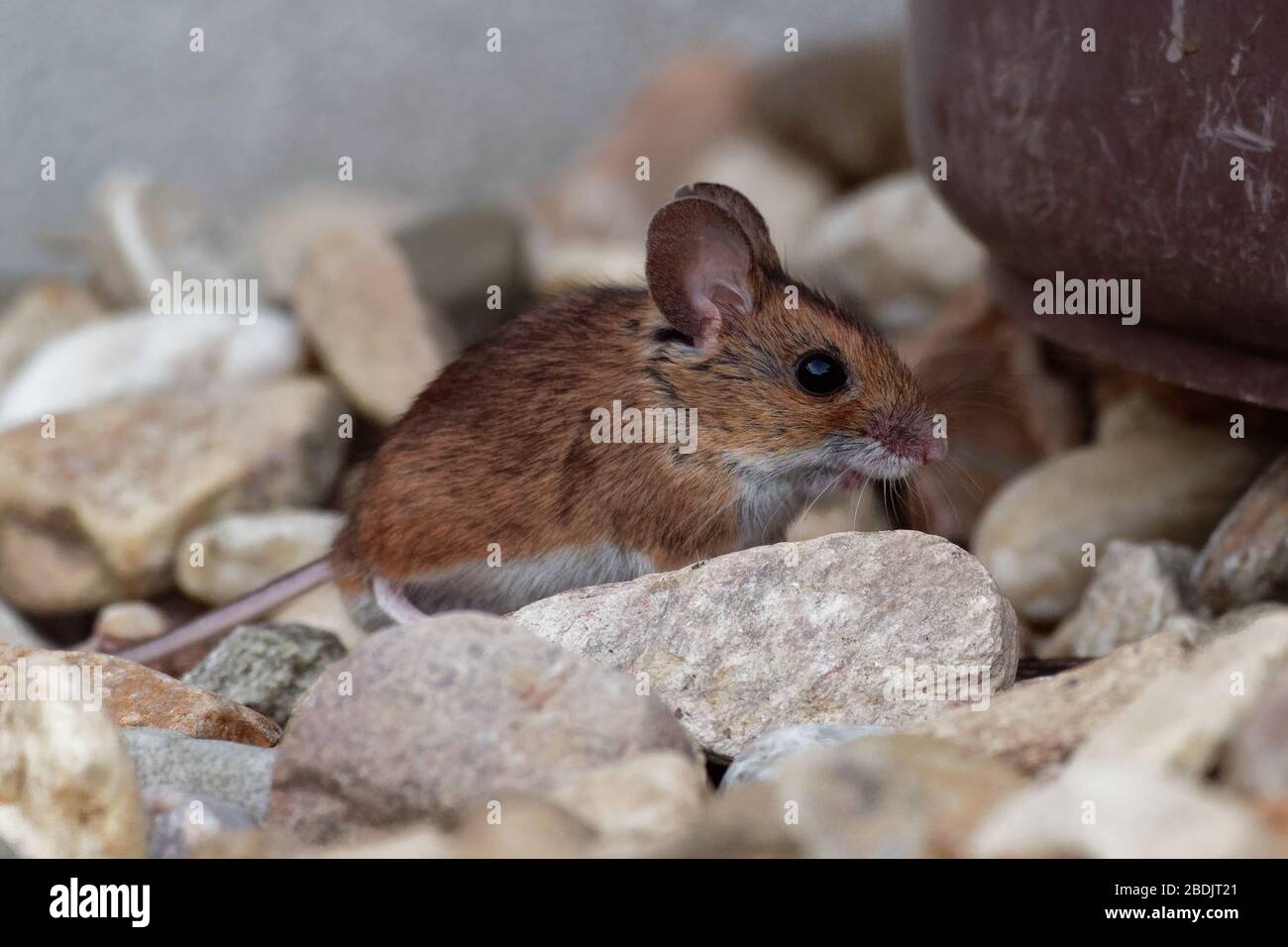 Wood mouse - Apodemus sylvaticus is murid rodent native to Europe and northwestern Africa,  common names are long-tailed field mouse, common field mou Stock Photo