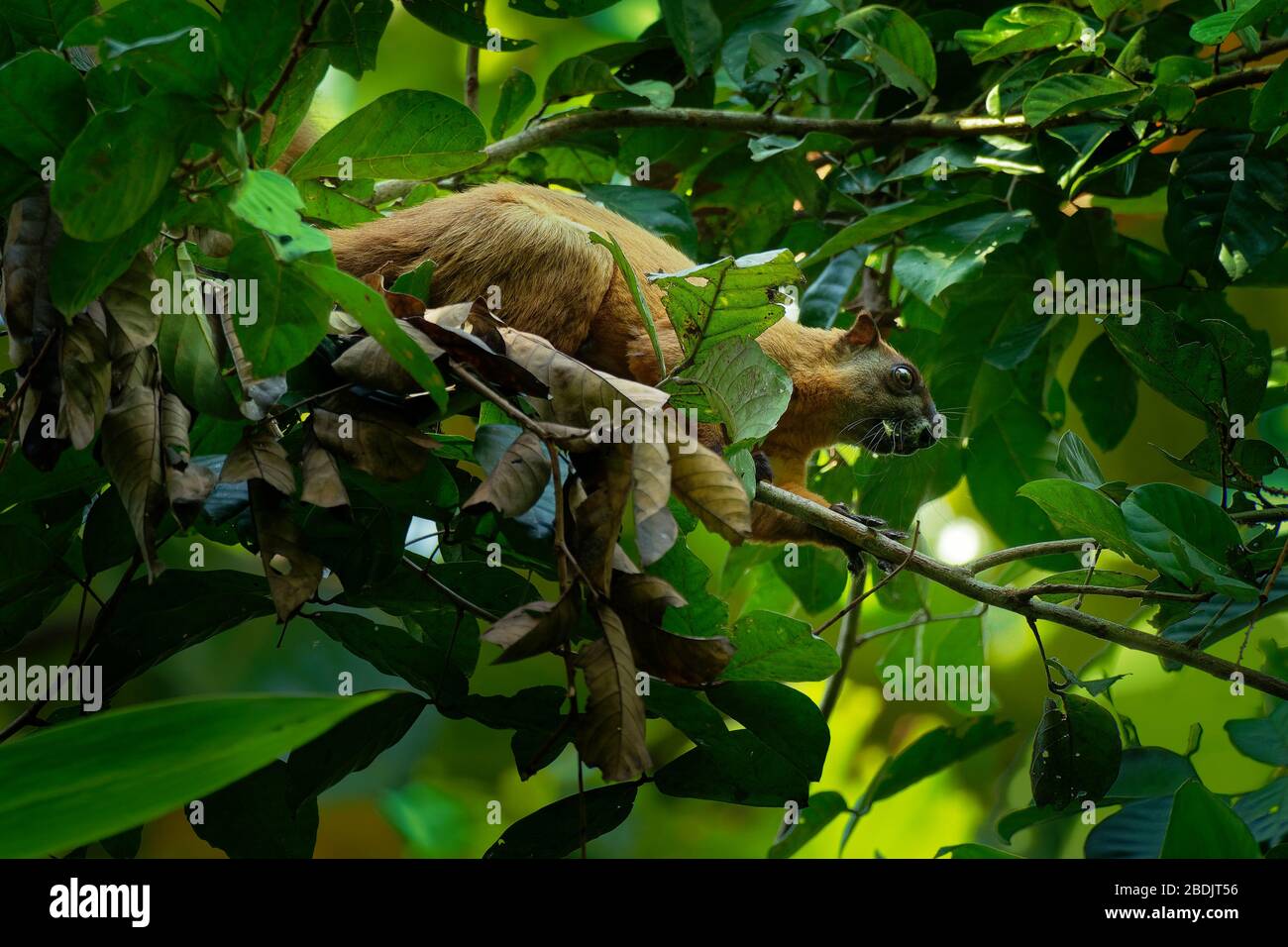 Ratufa affinis - Cream-coloured Giant Squirrel or pale giant squirrel, large tree squirrel in genus Ratufa found in forests in the Thai-Malay Peninsul Stock Photo
