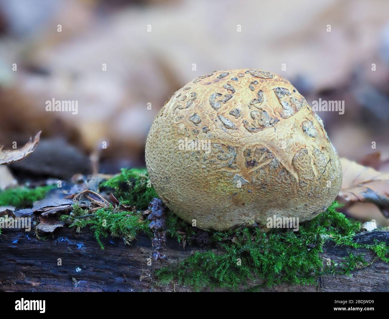 Common Earthball,  Scleroderma citrinum Stock Photo