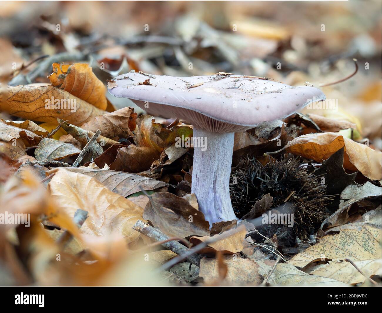 Purple wood blewits growing in leaf litter Stock Photo Alamy