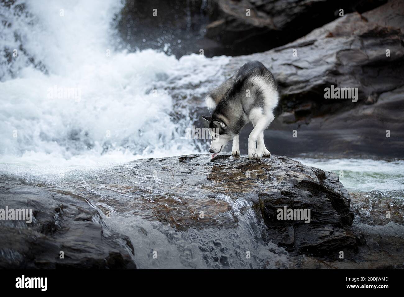 Siberian Husky Water Stock Photo Alamy Siberian Husky Water Stock Photo Alamy