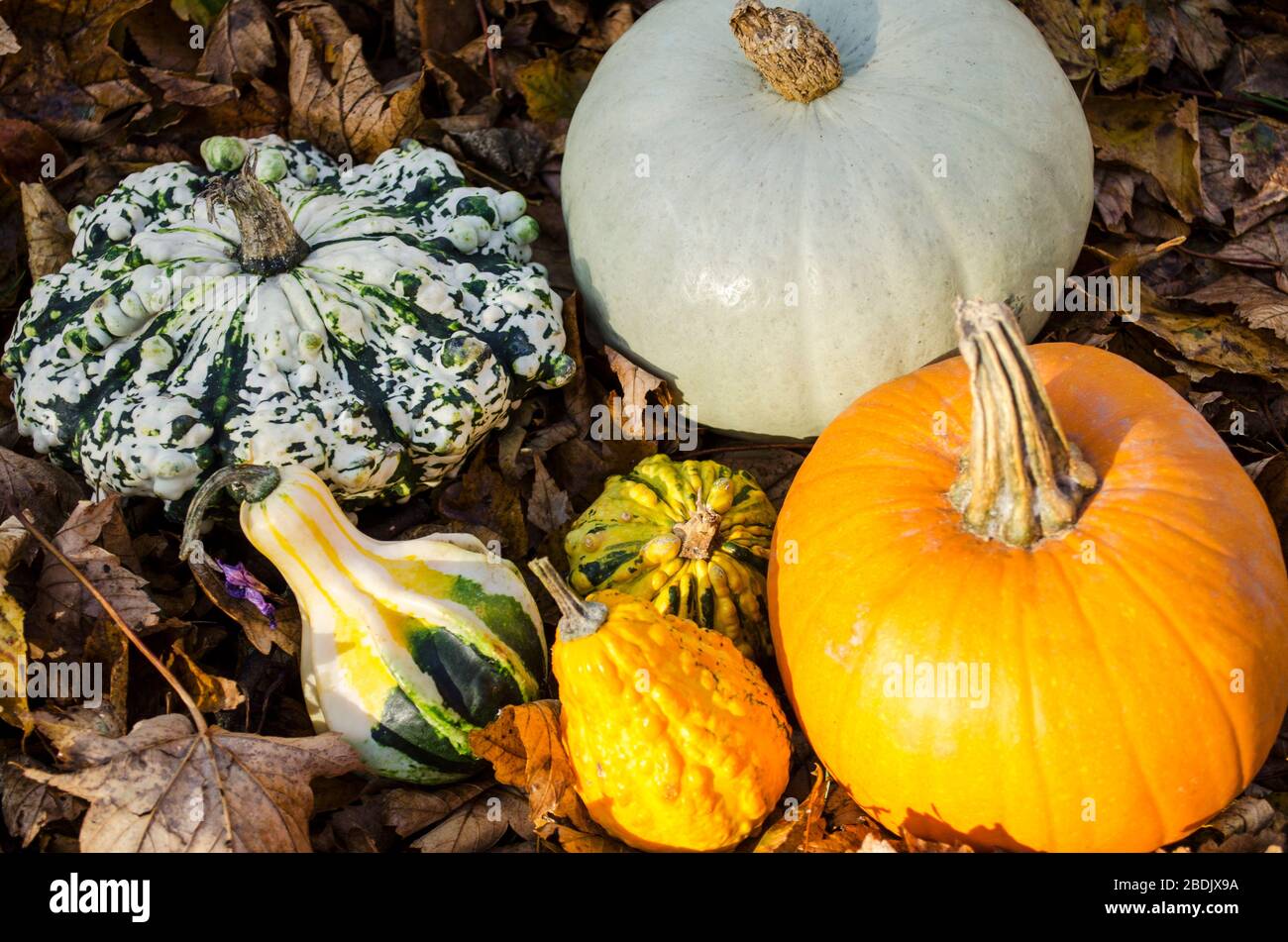 Carved Halloween Pumpkin Displays in a Park Stock Photo - Alamy