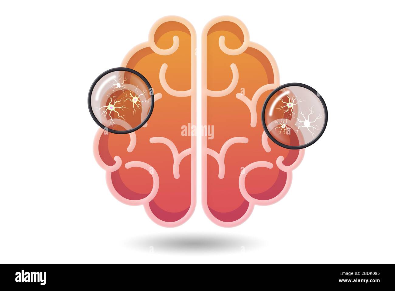 Brain model illustration picture - 3d rendering Stock Photo - Alamy