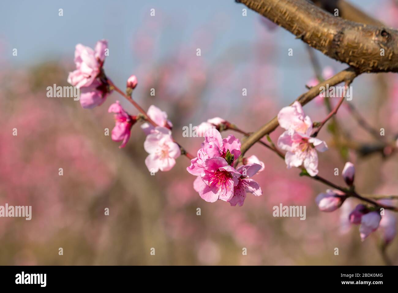 Spring Spirit Images The spirit of the spring Stock Photo - Alamy