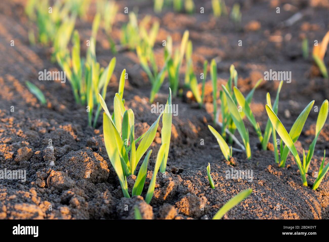 Rows of young barley in soil on field. Growing of cereals Stock Photo ...