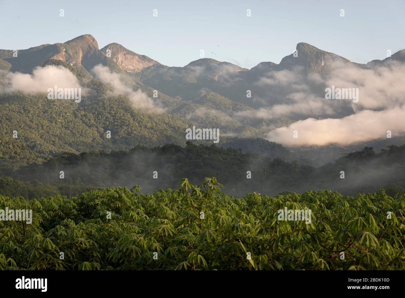 Beautiful green view to manioc plantation and rainforest mountains on ...