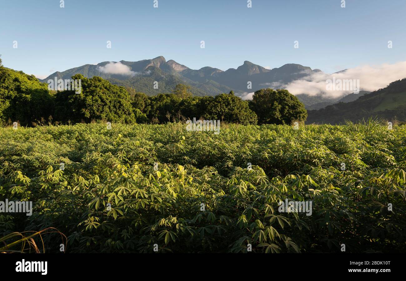 Beautiful green view to manioc plantation and rainforest mountains on ...