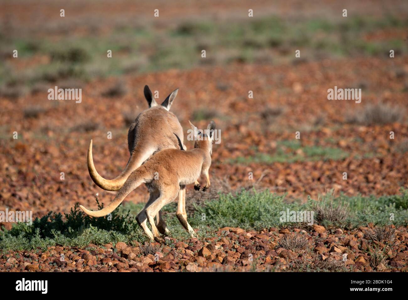 Red Kangaroos in flight Stock Photo