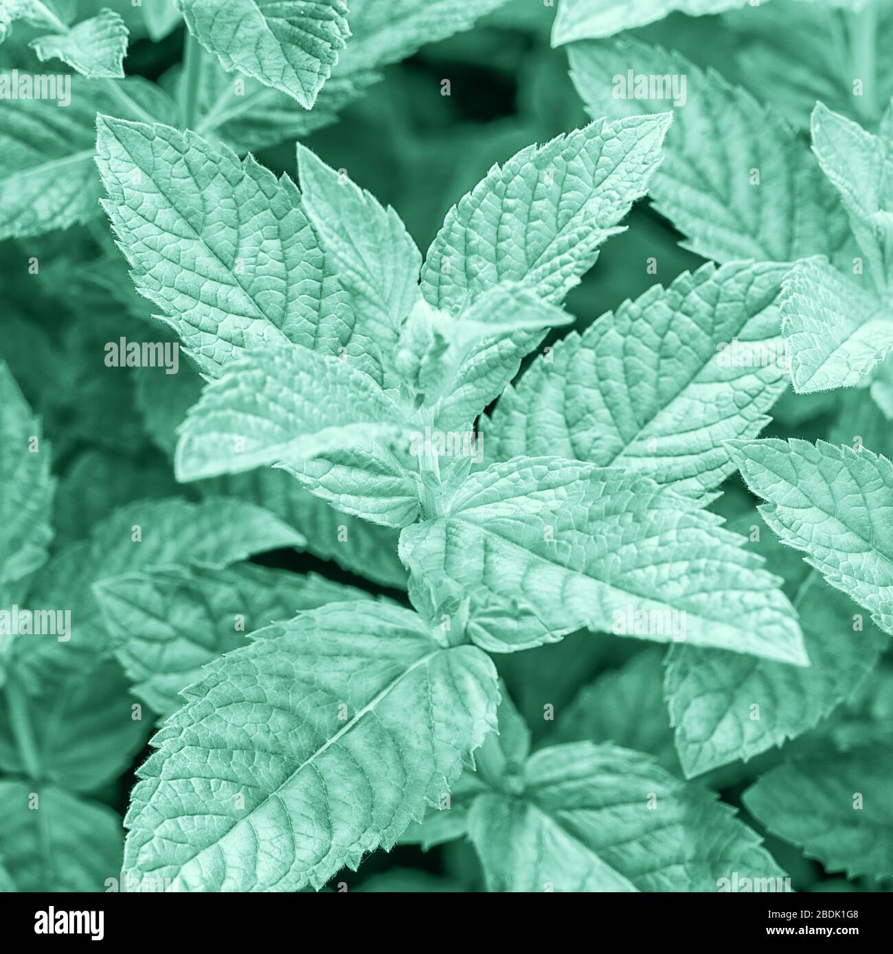 Color trend 2020 year neo mint. Flat lay fresh mint leaves toned in light neo mint green color , close up. Stock Photo