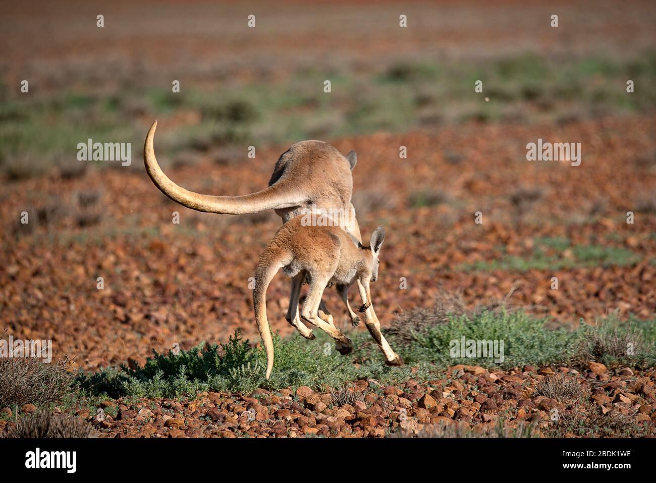 Kangaroos hopping kangaroos in flight hires stock photography and