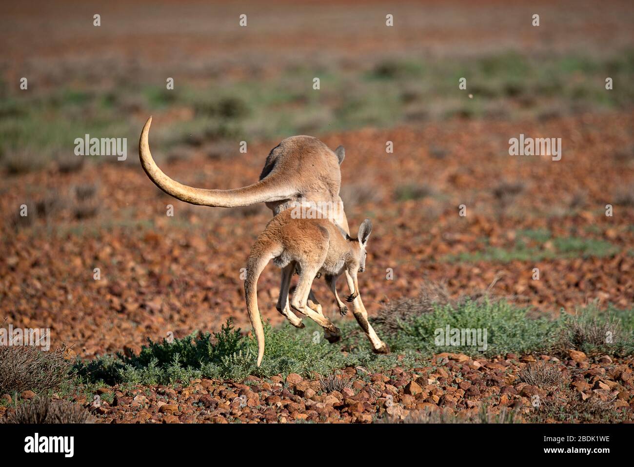 Red Kangaroos hopping away. Stock Photo