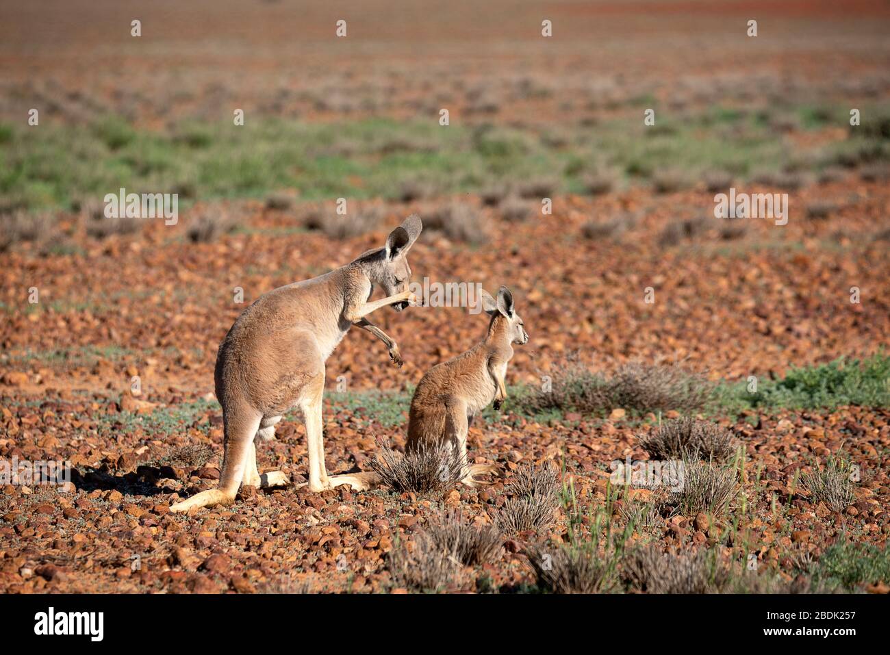 Red Kangaroo attending to an itchy nose Stock Photo