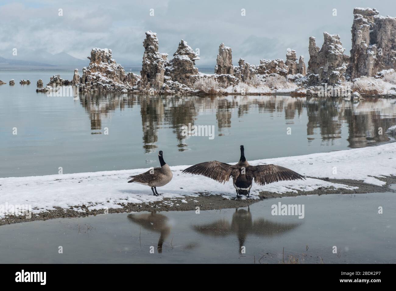 Swans and A Rare Snow Storm Blankets Mono Lake in Northern California Stock Photo