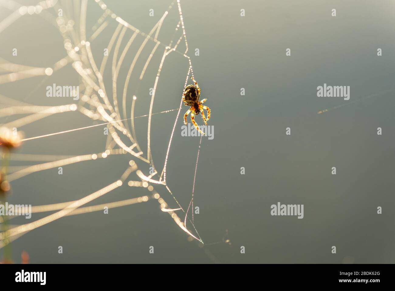 Morning drops of dew in a spider web. Cobweb in dew drops. Beautiful colors in macro nature. Stock Photo