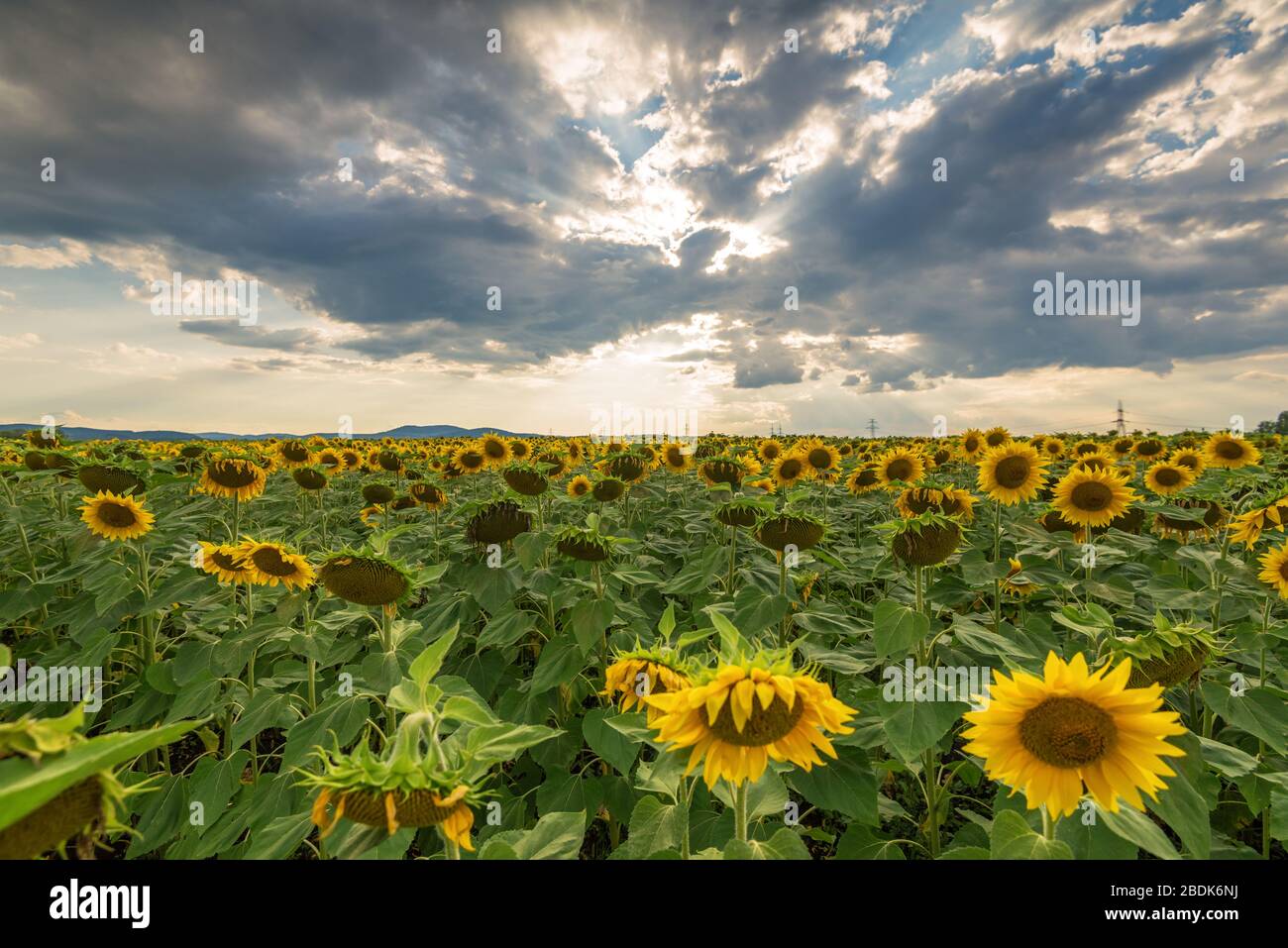 Sunflower field in rural area, under storm clouds, in summer Stock ...