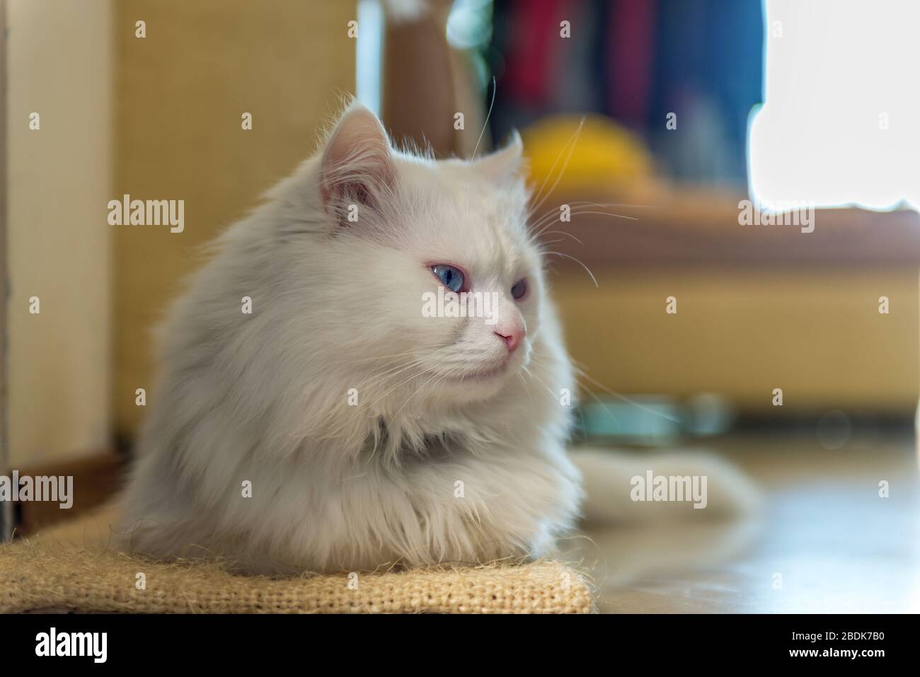White Persian cat lying on the couch Stock Photo Alamy