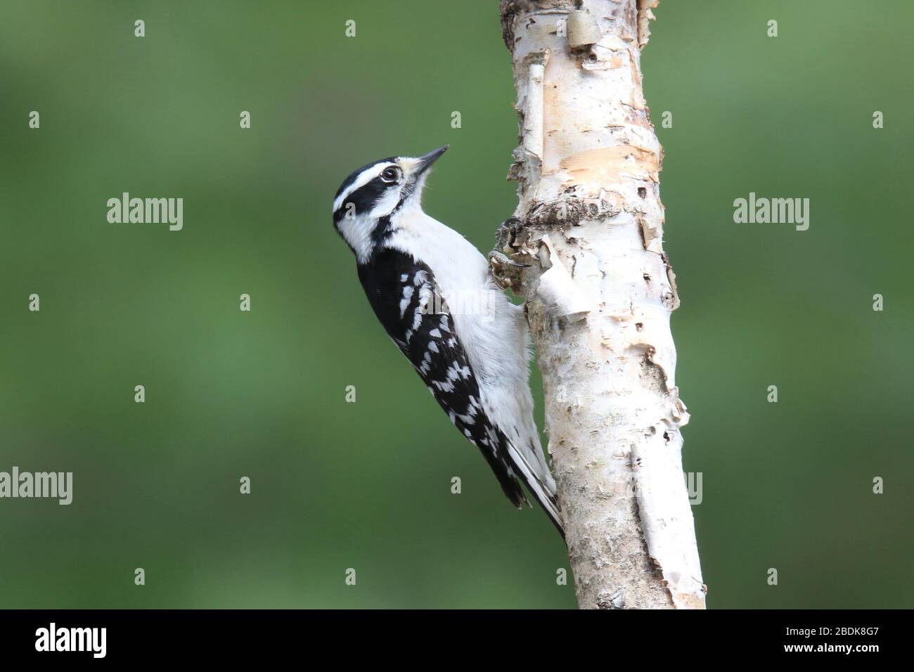 Female Downy woodpecker Picoides pubescens perching on a Birch Branch Stock Photo