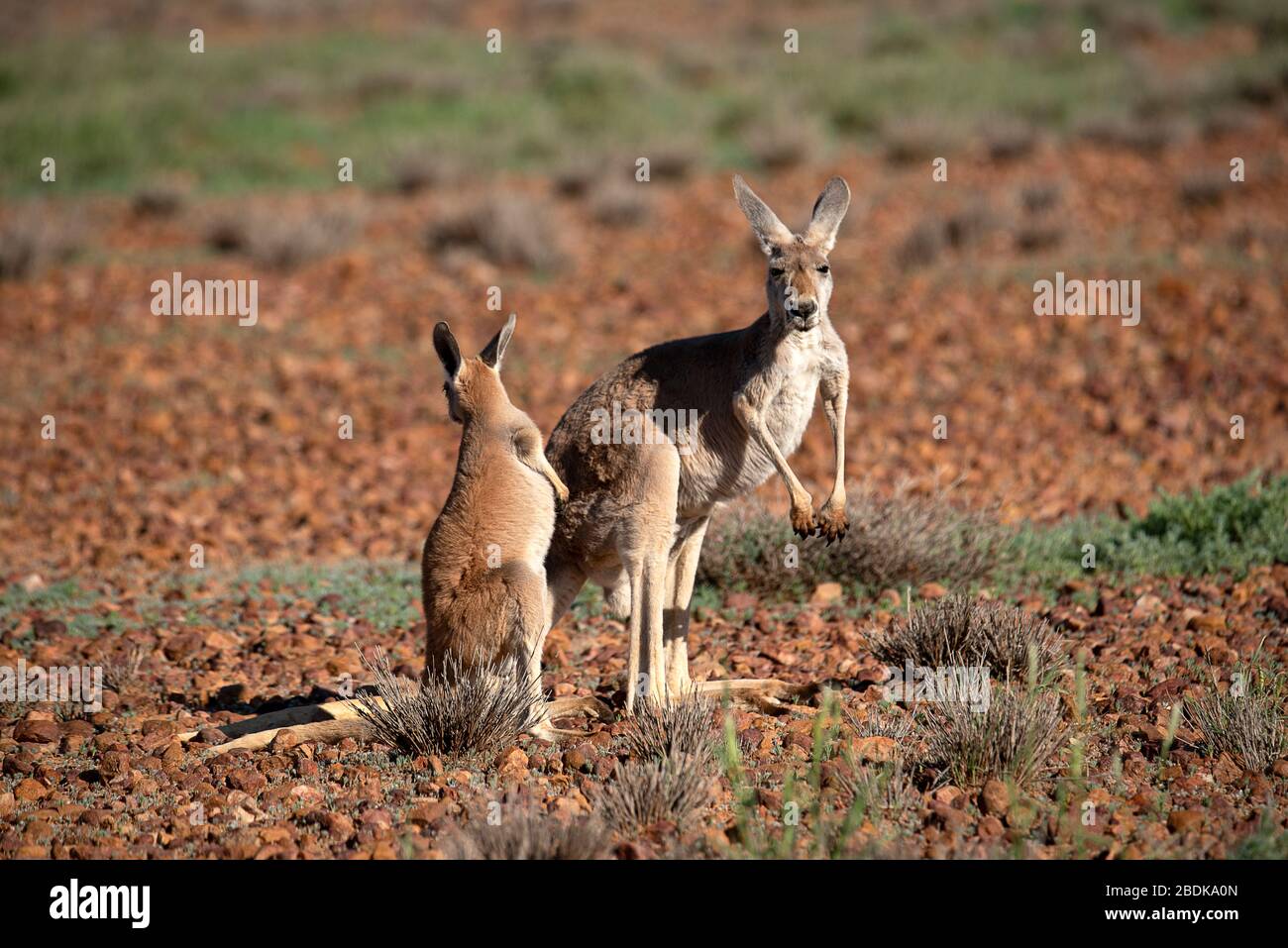 Red Kangaroos on the Gibber rock plains of the Sturt National park Stock Photo