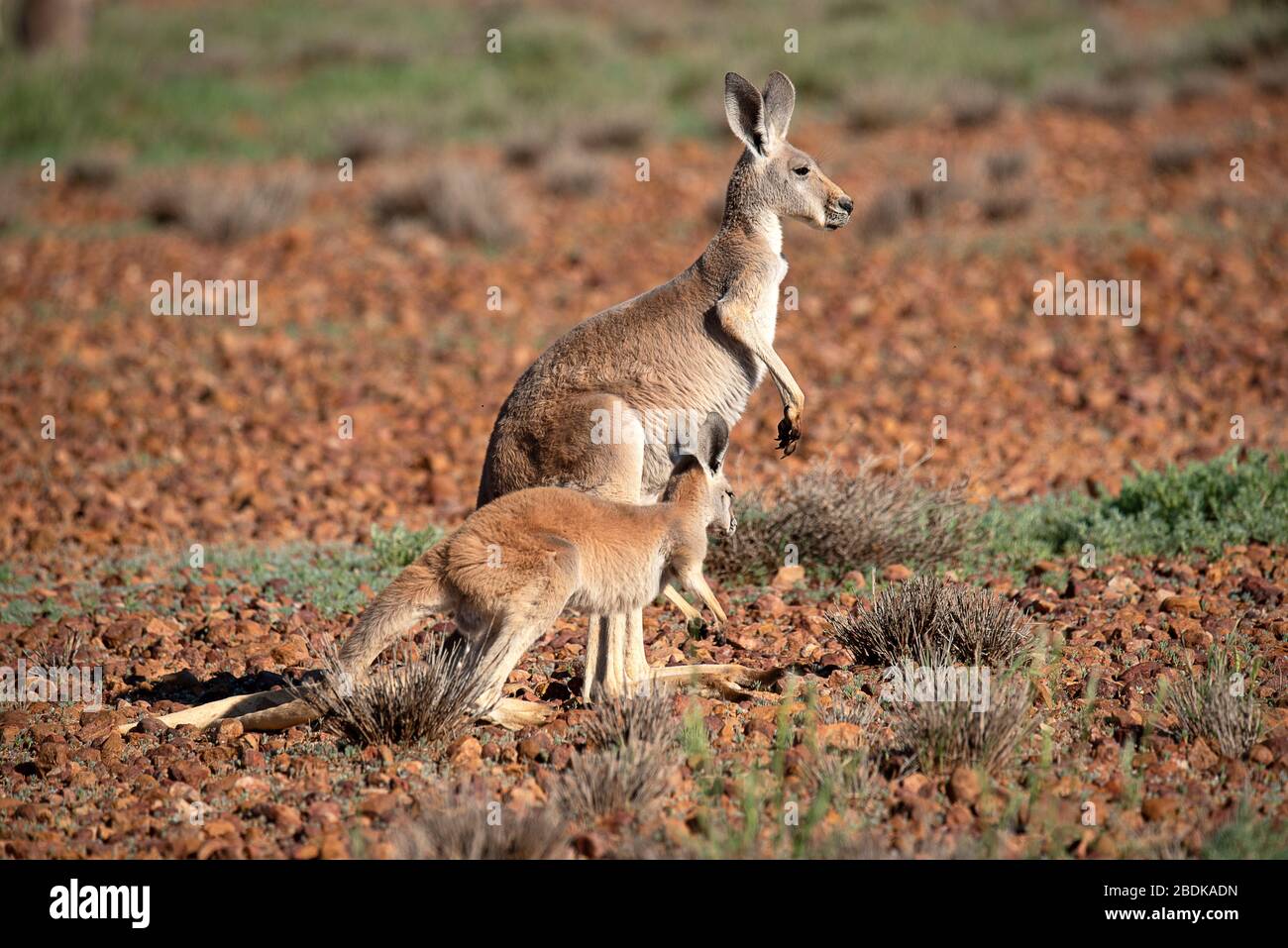 Red Kangaroo mother and young, not too sure about having their photo taken. Stock Photo