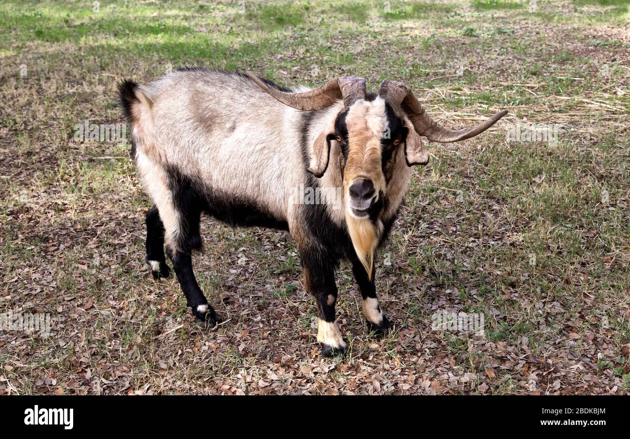 Spanish Ram Goat, 'Capra aegagrus circus', roaming in field pasture, Texas. Stock Photo