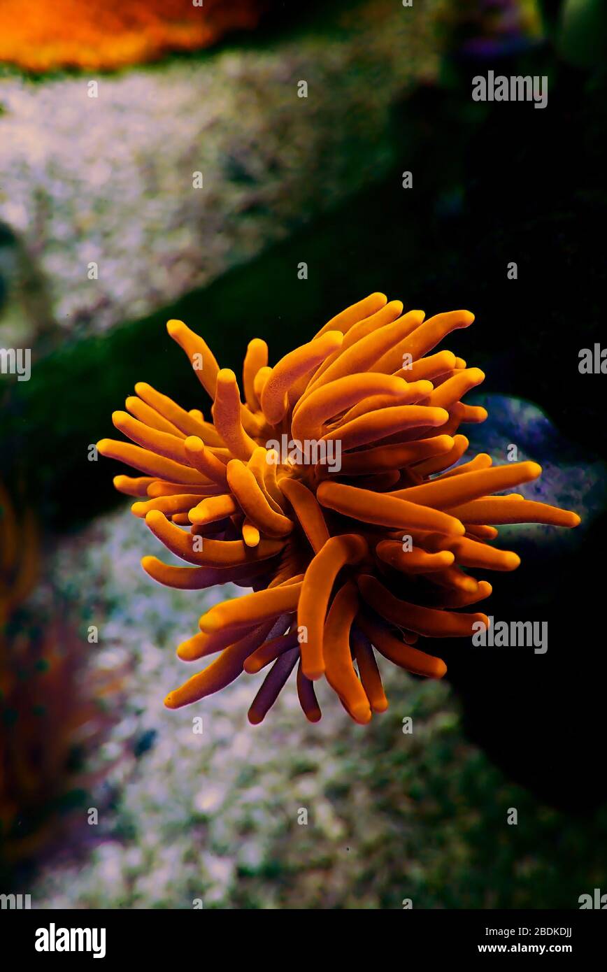 Euphyllia Torch LPS coral -  Euphylliidae Glabrenscens Stock Photo