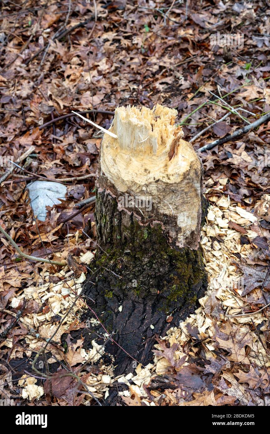 Cottonwood tree cut down by American Beaver (Castor canadensis), North America, by James D