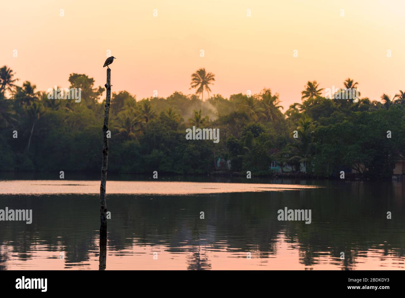 A fishing bird stands on a stilt on Kerala's Backwater lakes, in a tropical jungle popular for yoga retreat and birdwatching Stock Photo