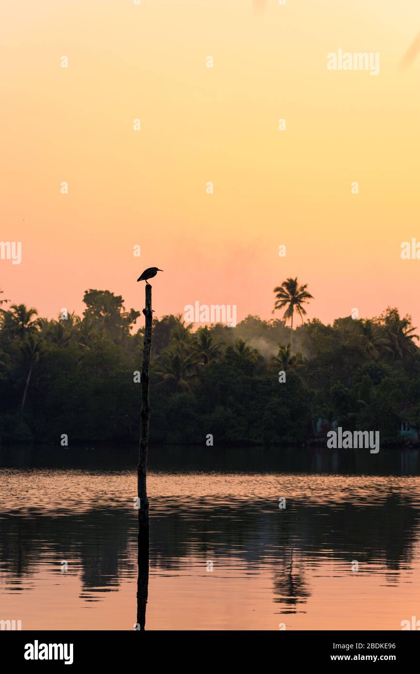 A fishing bird stands on a stilt on Kerala's Backwater lakes, in a tropical jungle popular for yoga retreat and birdwatching Stock Photo