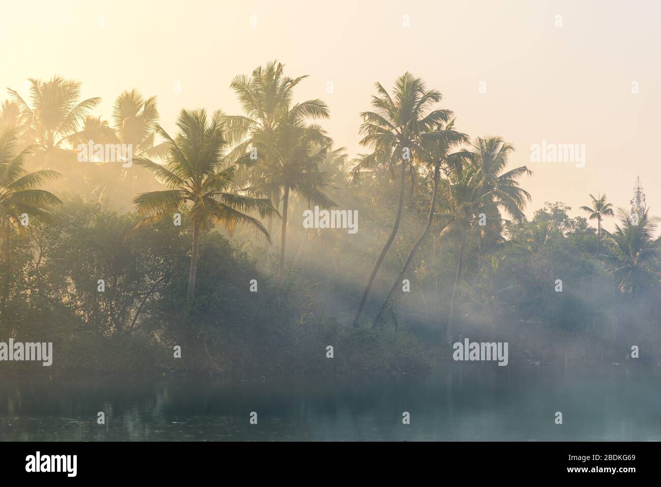 Jungle of palm trees with atmospheric haze at sunset, along a freswater lake in Eramalloor's Backwaters, a popular tourist destination and yoga retrea Stock Photo