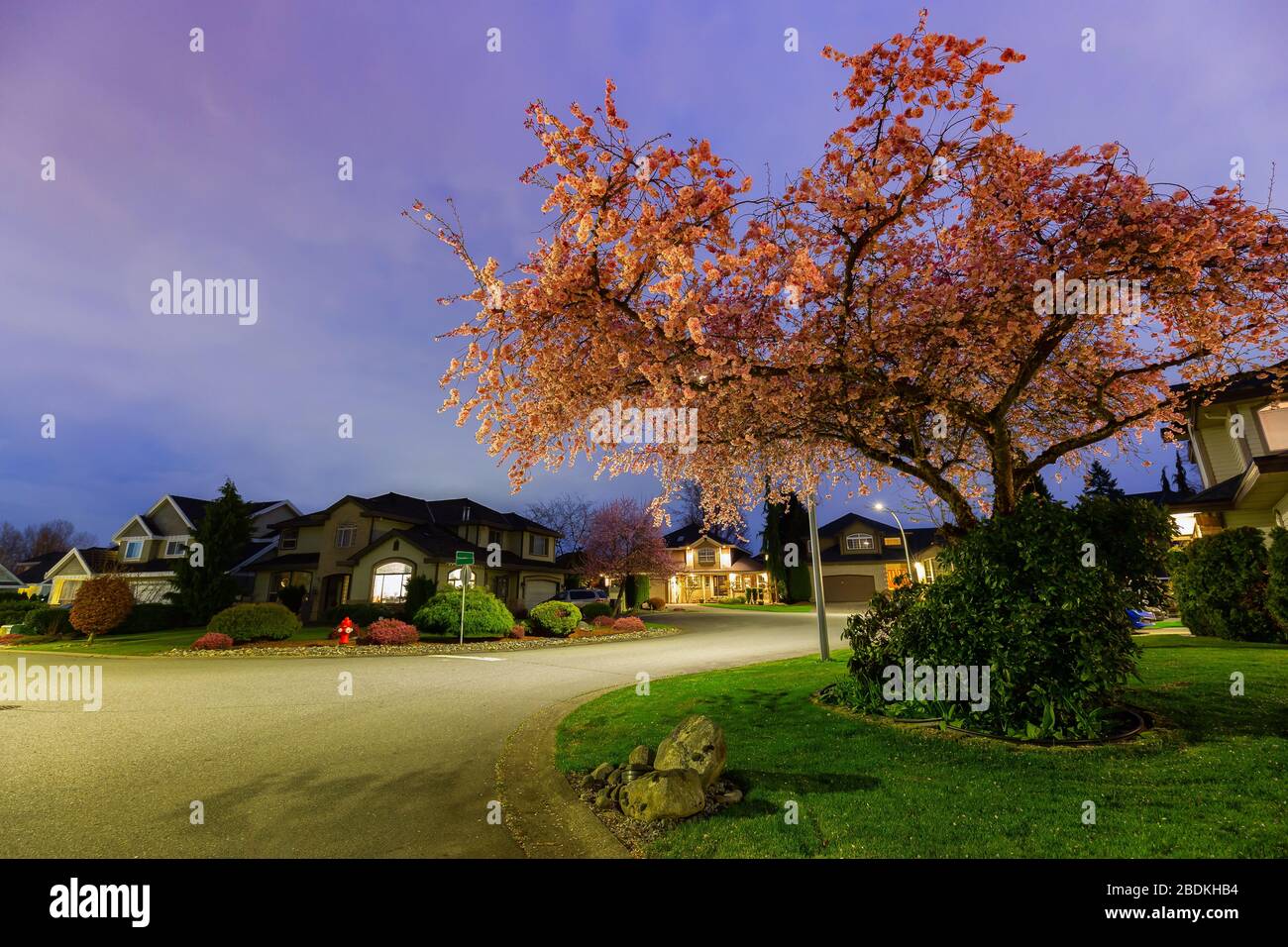 Beautiful View of Cherry Blossom and Homes in Residential Neighborhood