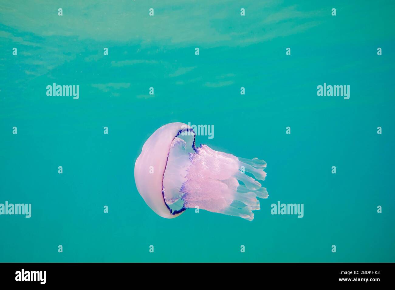 Dustbin-lid jellyfish (Rhizostoma pulmo), Catalonia, Spain Stock Photo