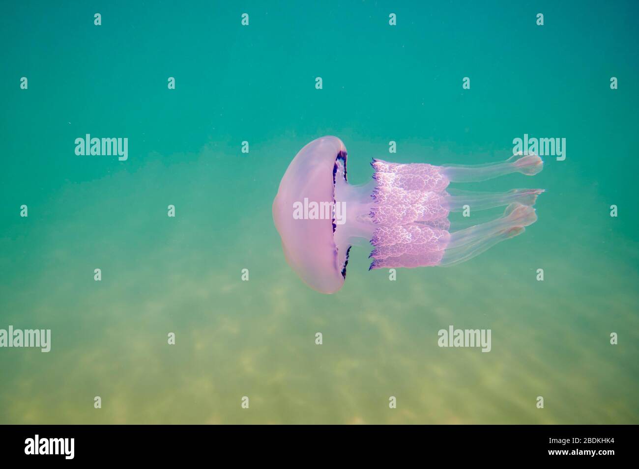 Dustbin-lid jellyfish (Rhizostoma pulmo) in shallow water, Catalonia, Spain Stock Photo