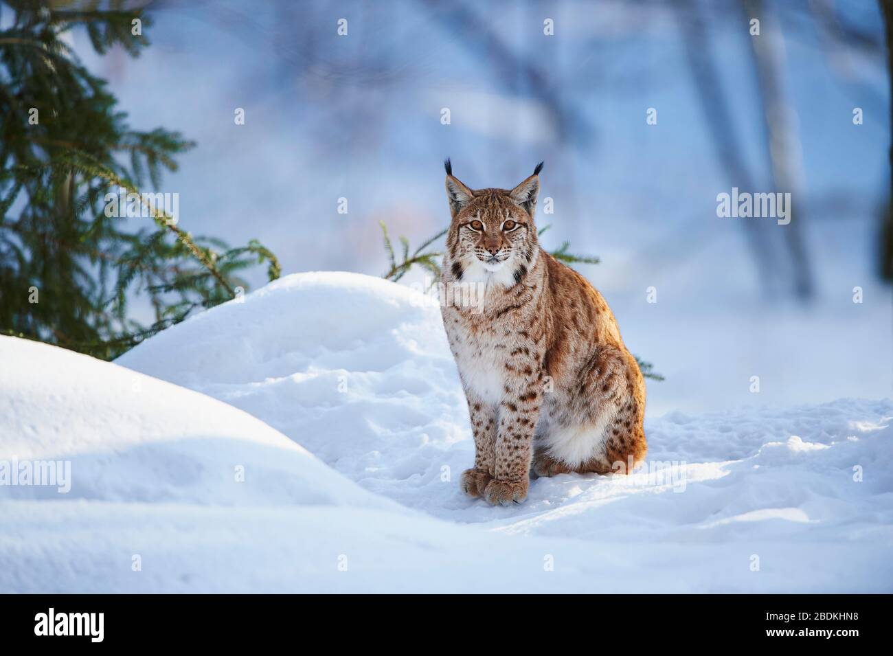 Eurasian Lynx (Lynx Lynx) Sitting In Snow, Bavarian Forest National ...