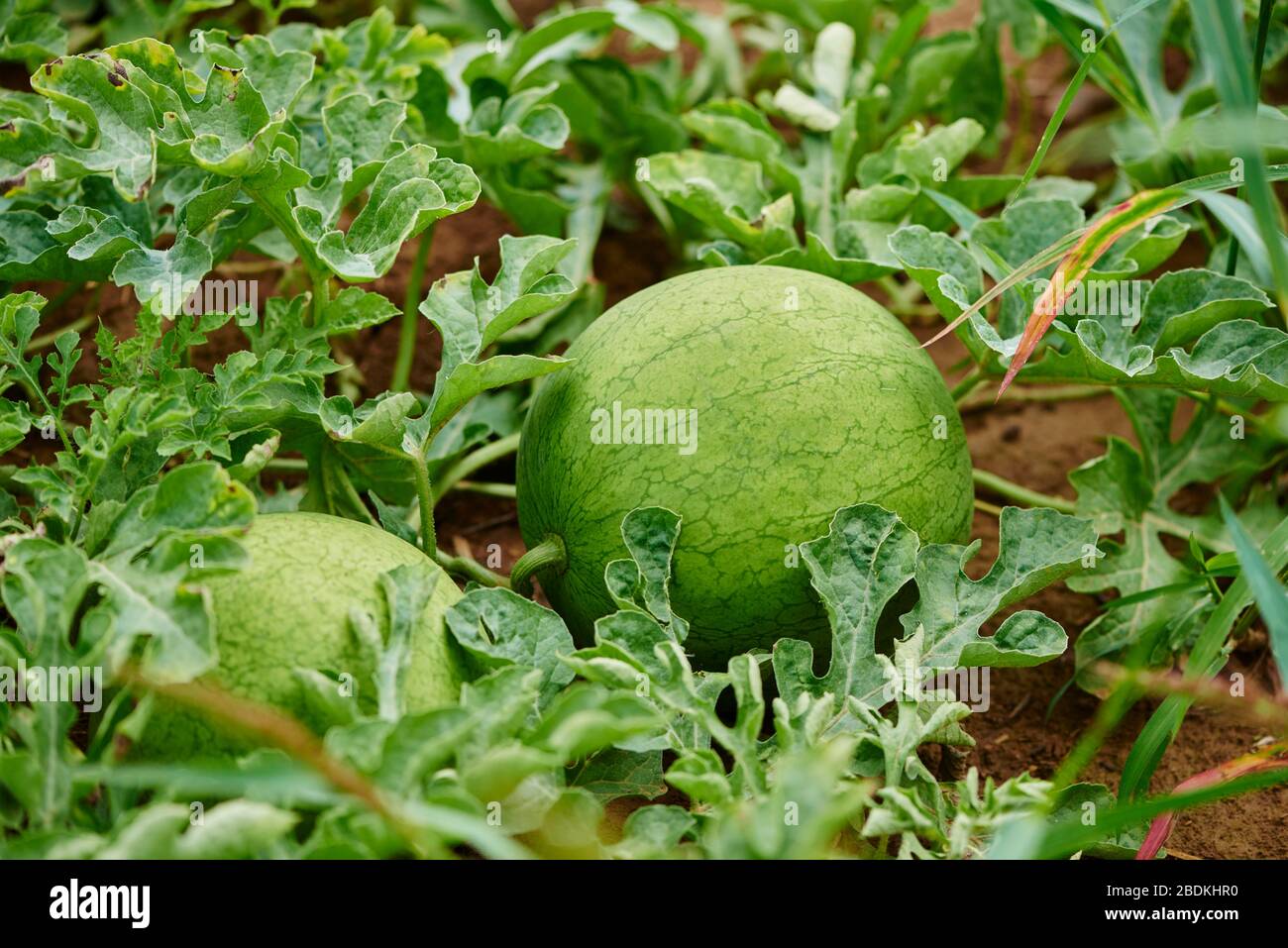 Watermelon (Citrullus lanatus) in bed, Germany Stock Photo