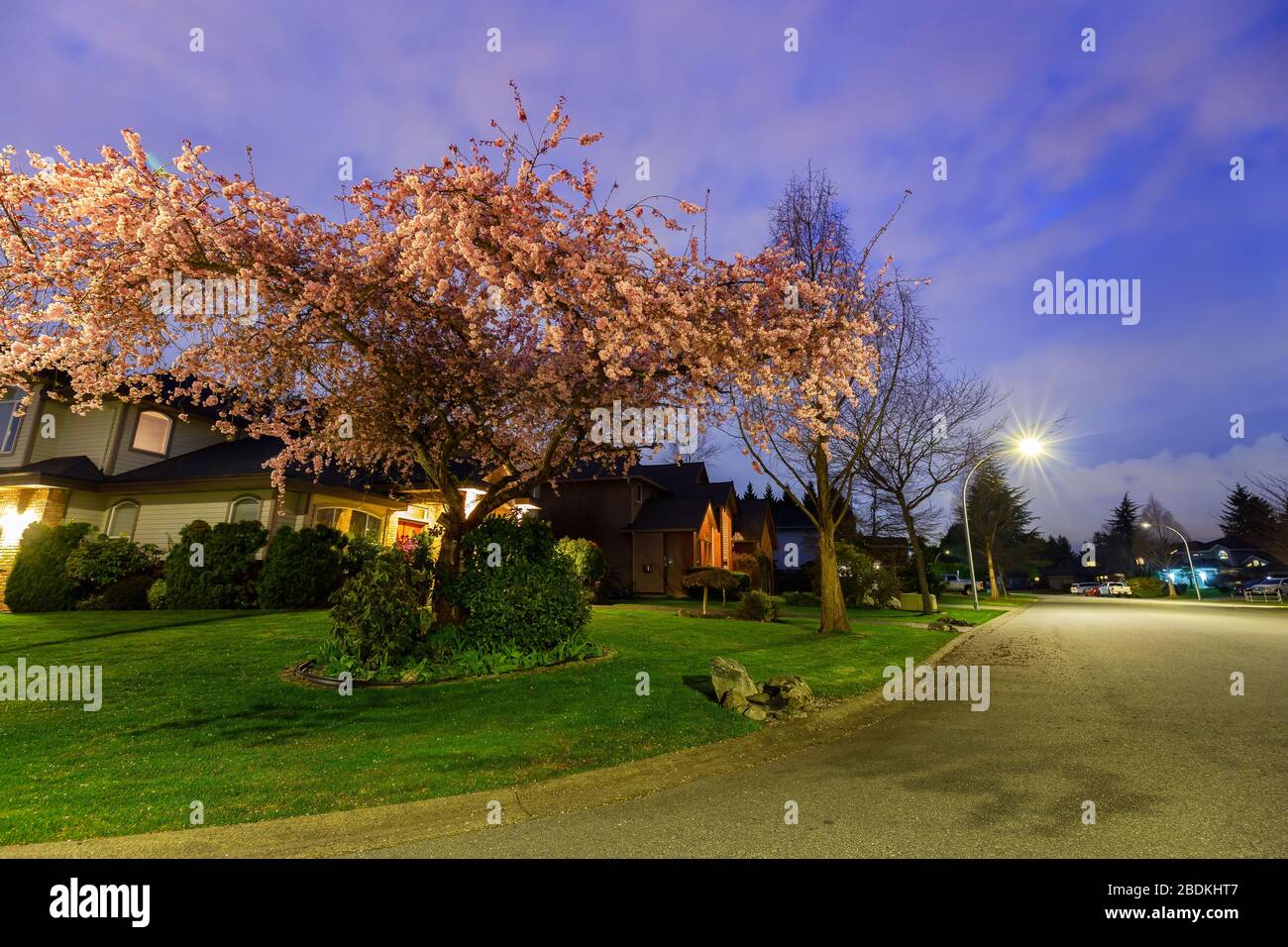 Beautiful View of Cherry Blossom and Homes in Residential Neighborhood