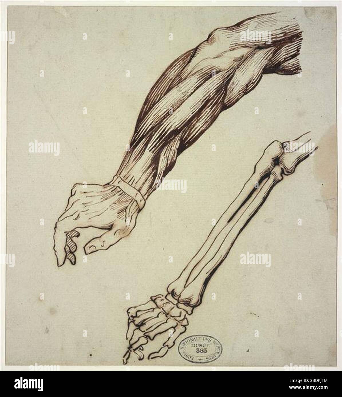 ANATOMIE DE L'AVANT-BRAS  Body anatomy, Anatomy, Anatomy and physiology