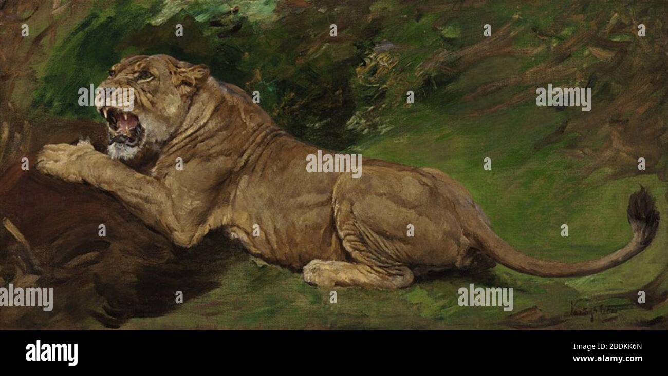 Géza Vastagh A lioness ready to pounce Stock Photo Alamy